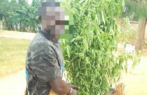 Kamonyi: Polisi yataye muri yombi umugabo wari warahinze urumogi iwe mu rugo