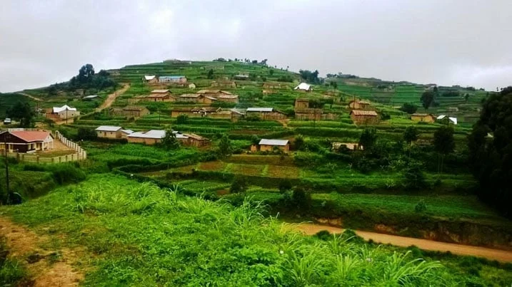 Yabasanze mu ishyamba bagiye gutashya! Umusore wo muri Rutsiro ari guhigishwa uruhindu nyuma yo gusambanya abana babiri abasimburanaho ubwo bari bagiye gutashya – Abarusha imyaka agahishyi