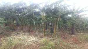 Bugesera: Umugabo yishe umugore we bamaze gutera akabariro mu rutoki